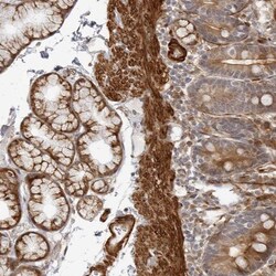 SRGAP2 Antibody, Novus Biologicals:Antibodies:Primary Antibodies
